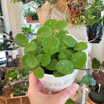 hoya mathilde in white ceramic pot