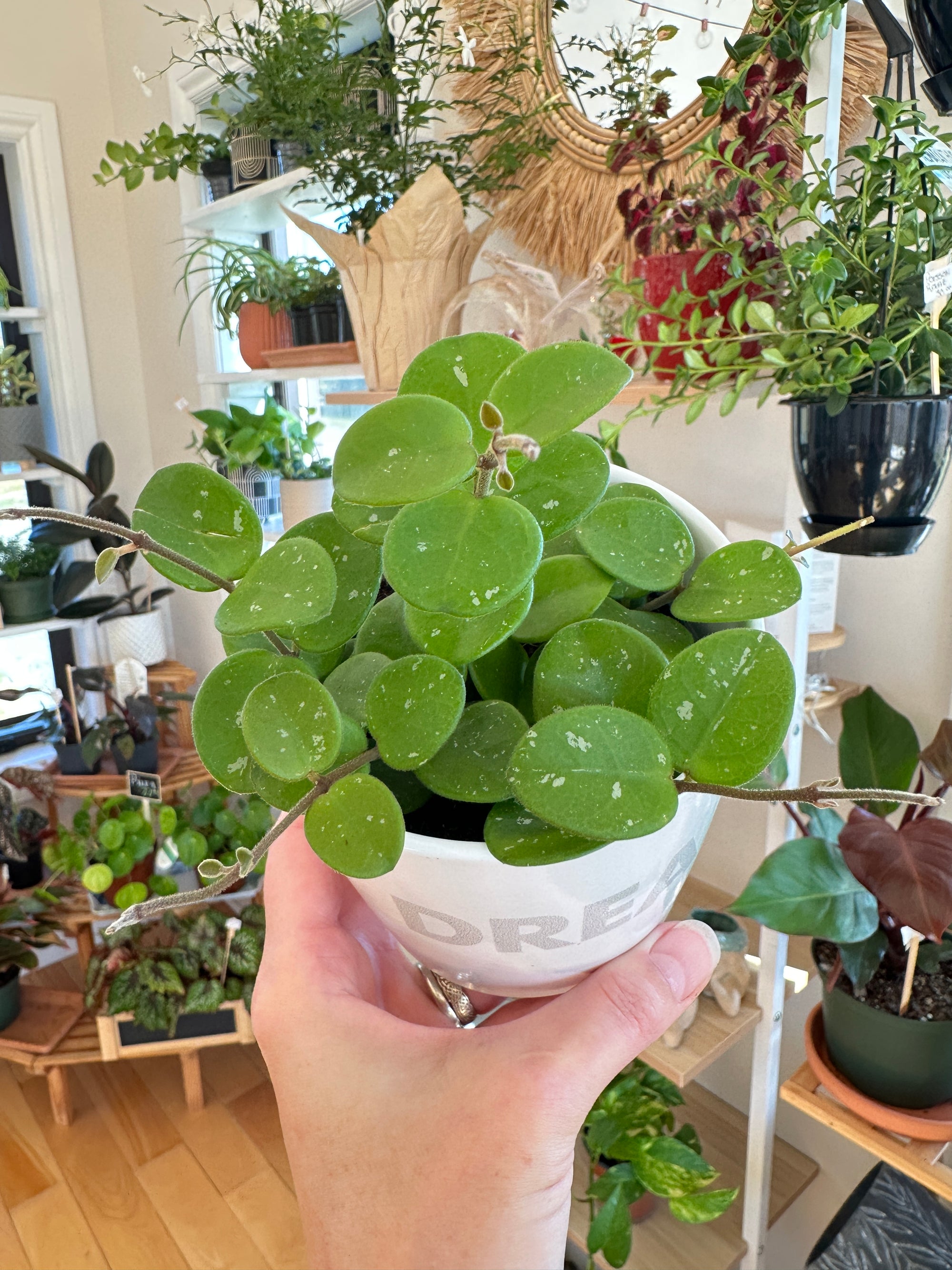 hoya mathilde in white ceramic pot