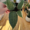 Hoya macrophylla 'Albomarginata'