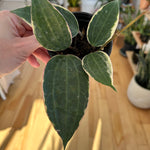 Hoya macrophylla 'Albomarginata'