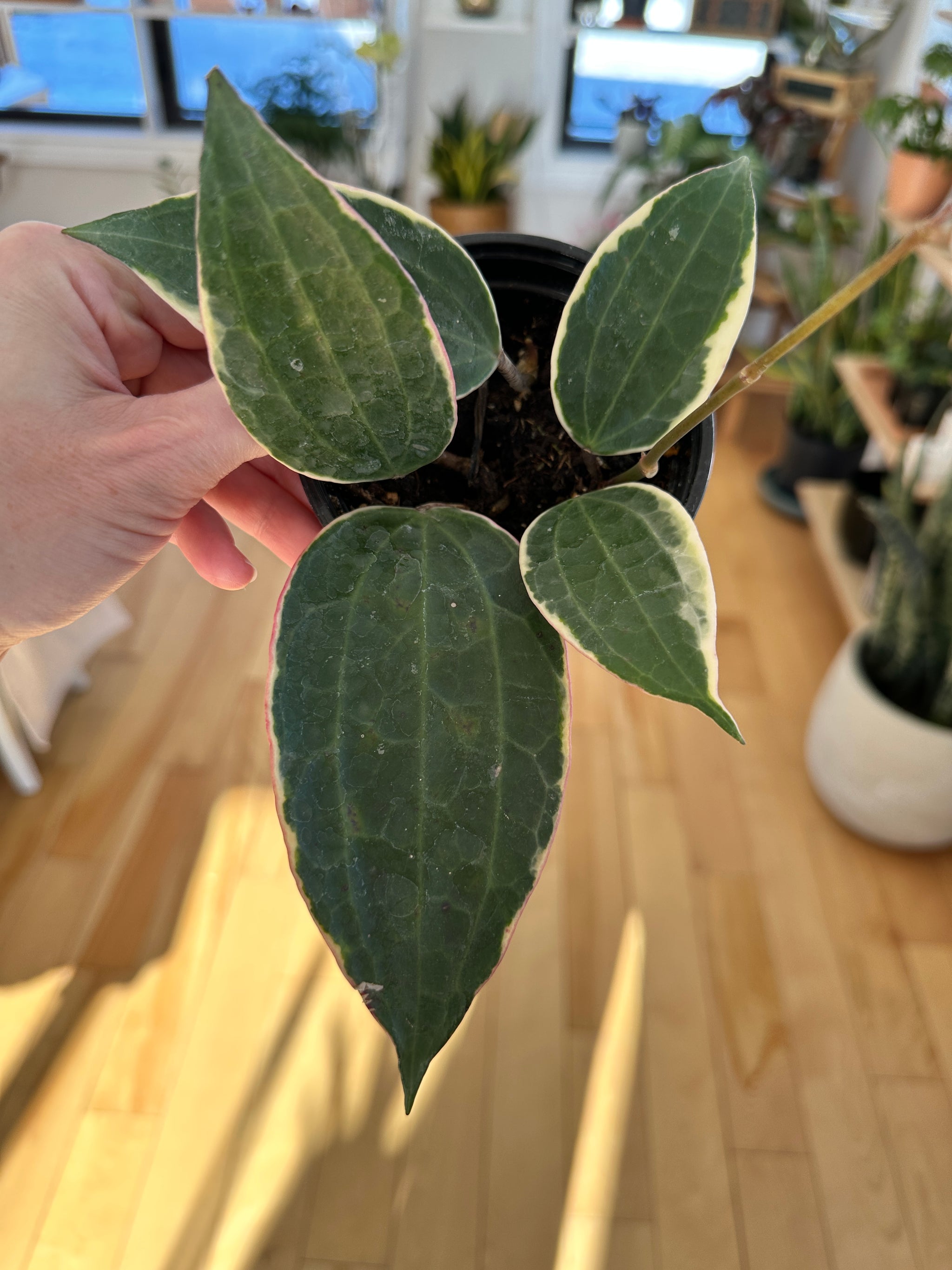 Hoya macrophylla 'Albomarginata'