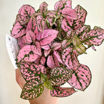 hypoestes polka dot plant
