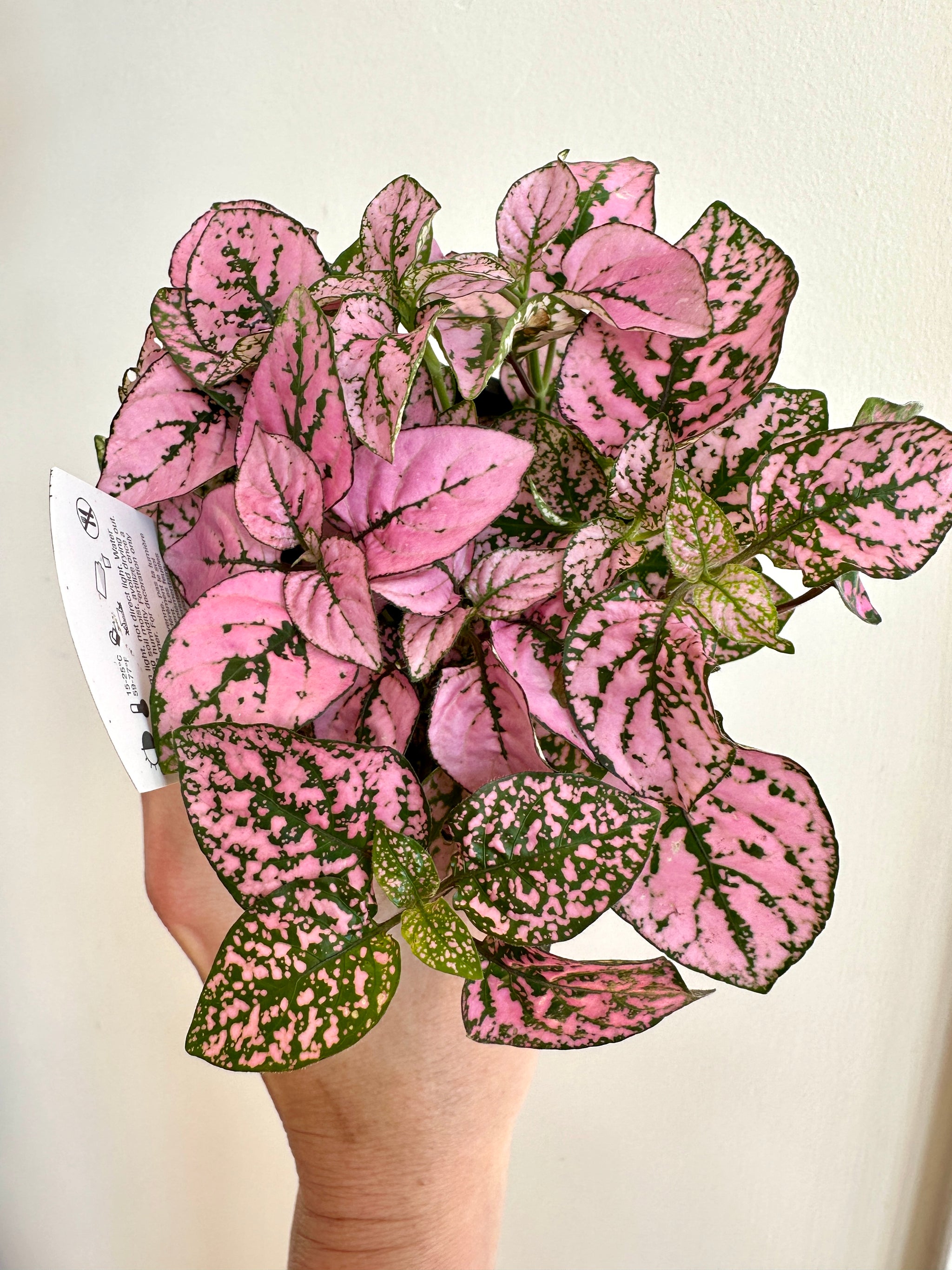hypoestes polka dot plant