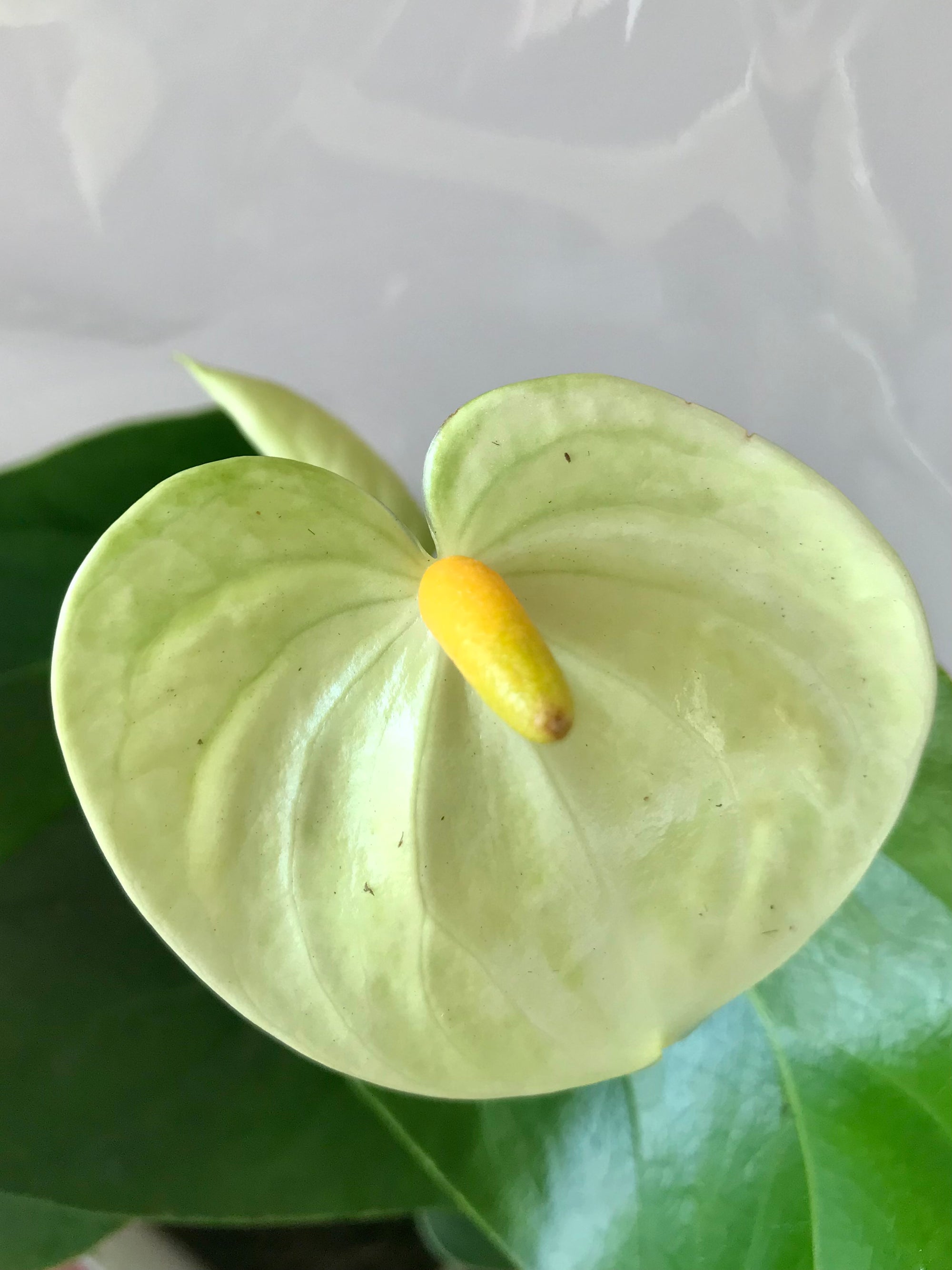 Anthurium Andreanum 4”