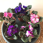 Violette Africaine Africain Violet