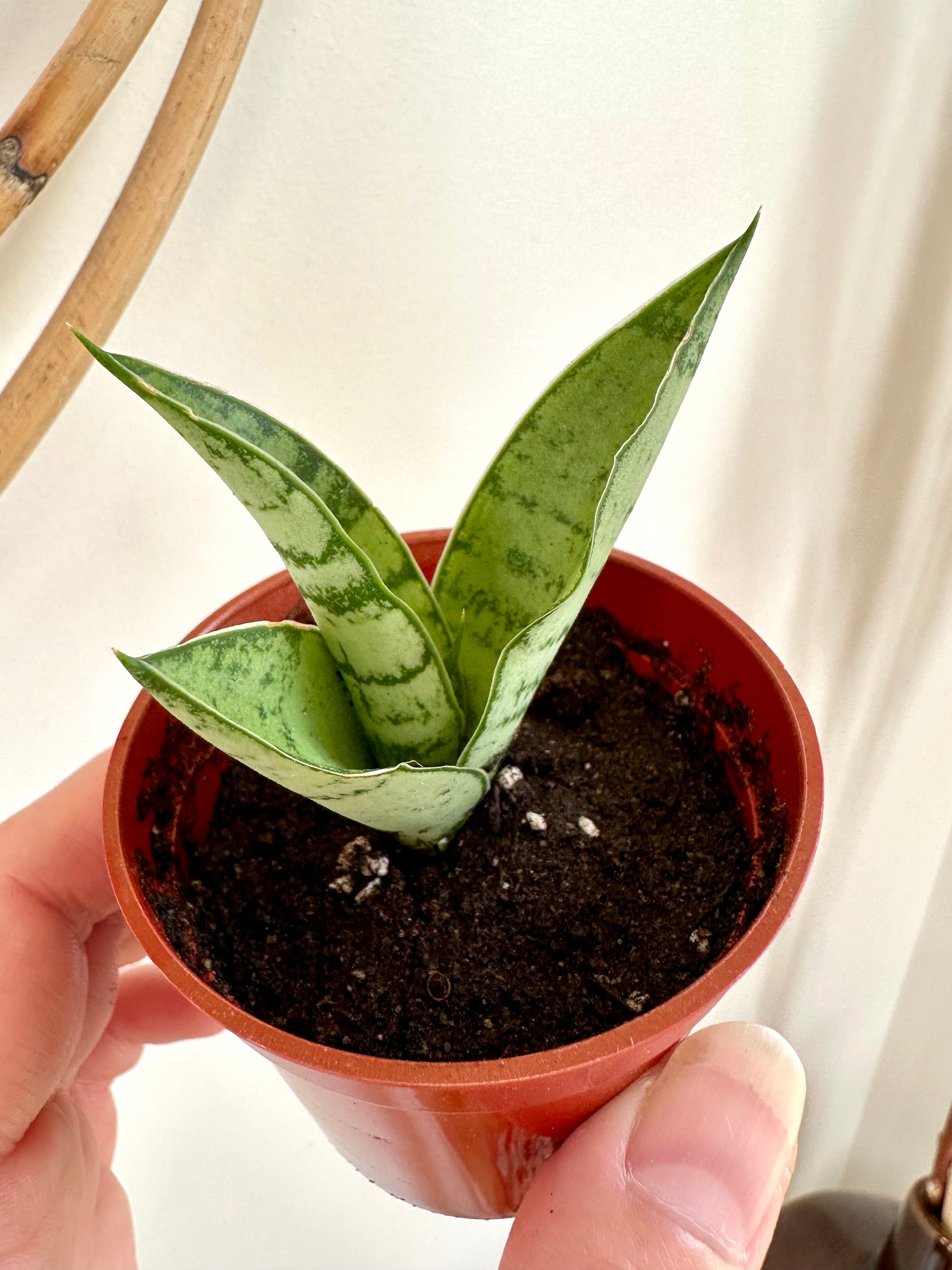 Dracaena/ ‘Sansevieria' 'Gabriella’ hybride