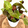 Syngonium 'Red' 4"