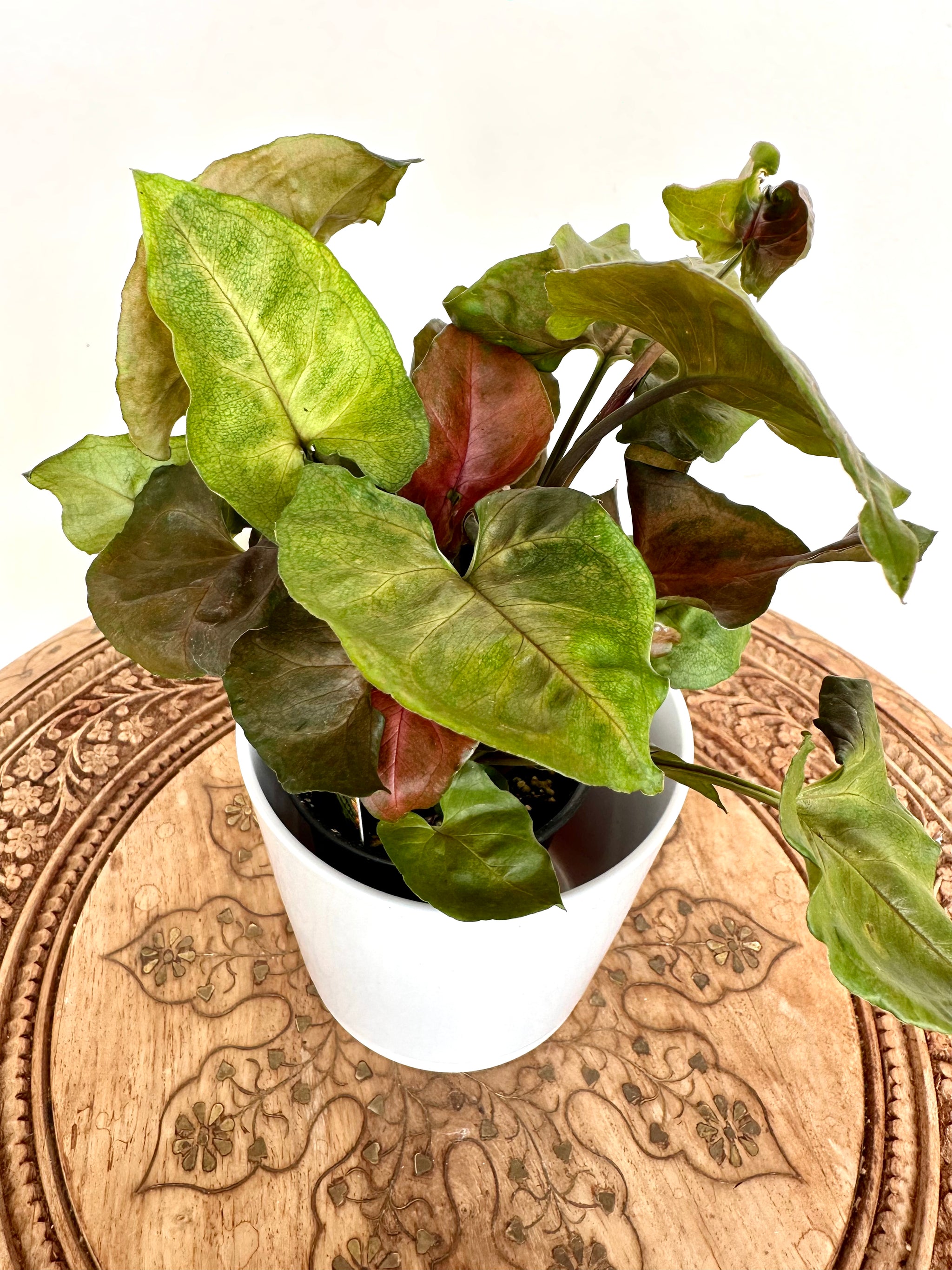 Syngonium 'Red' 4"