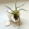 Tillandsia dans son coquillage 🐚