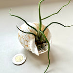 Tillandsia dans son coquillage 🐚
