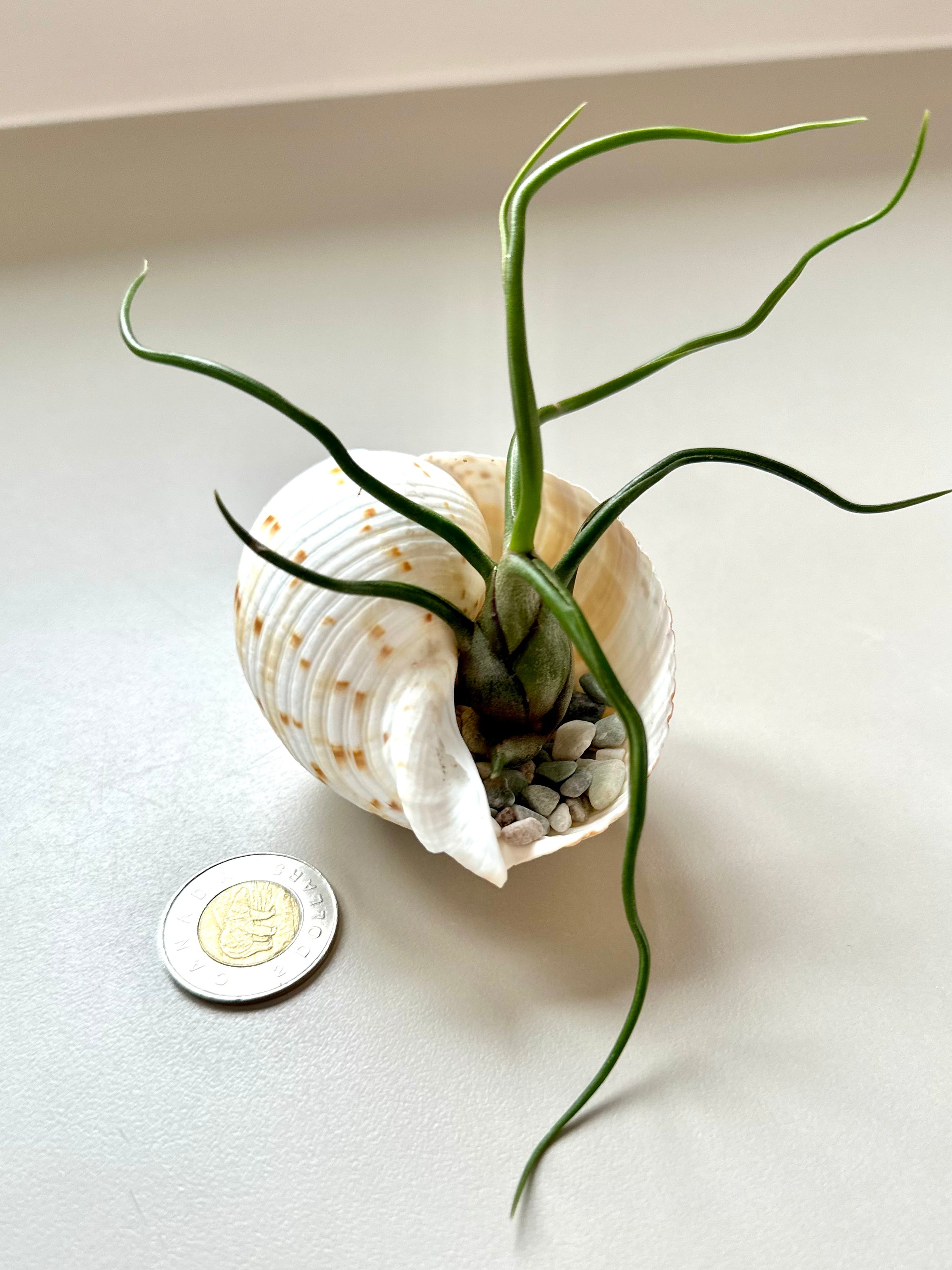 Tillandsia dans son coquillage 🐚