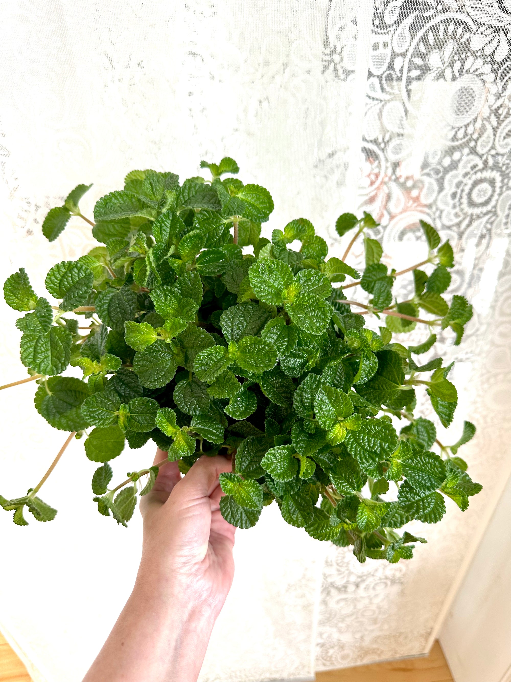 Pilea Nummulariifolia 'Creeping Charlie'