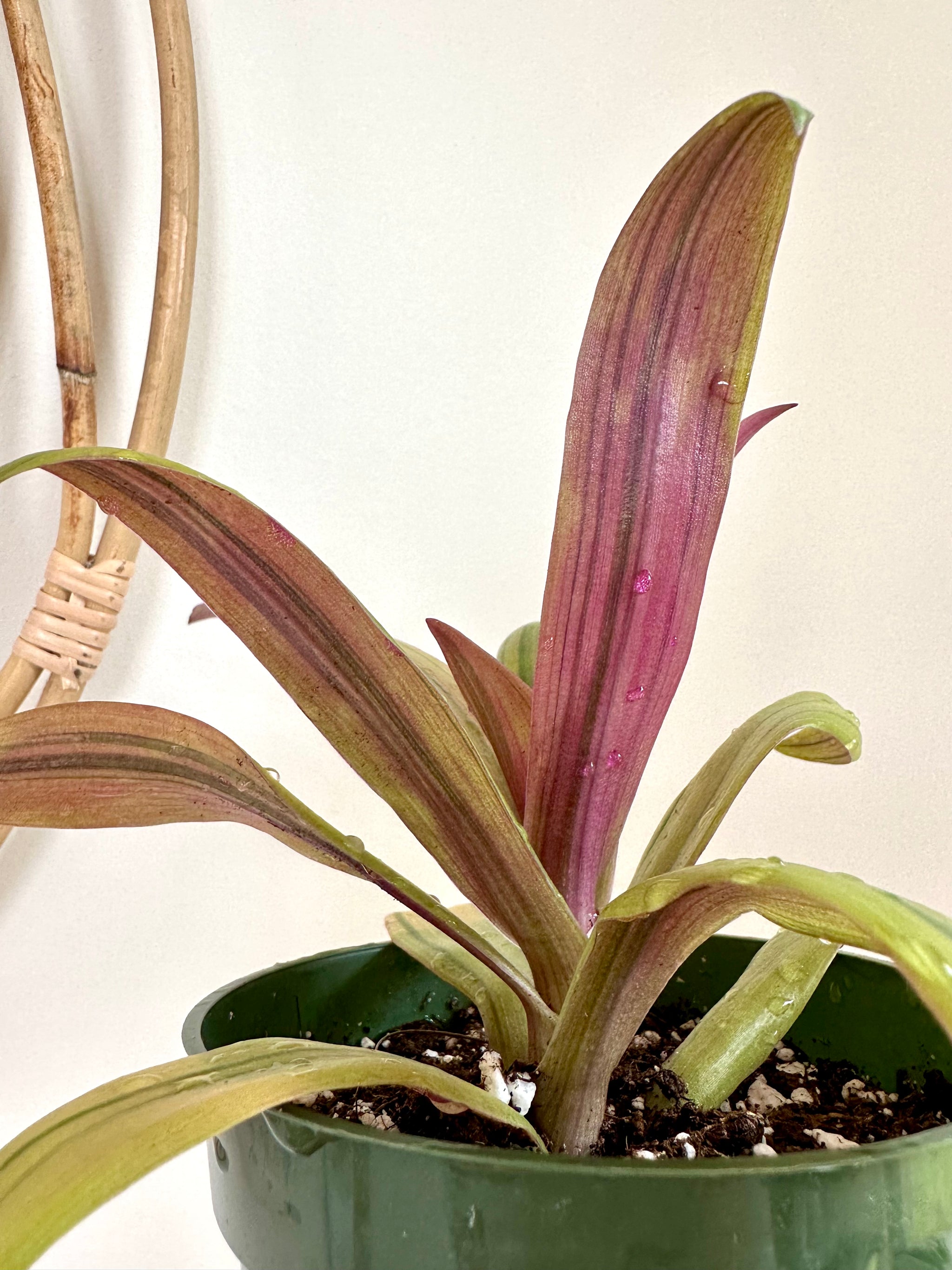 Tradescantia spathacea 'Sitara's Gold' 4"