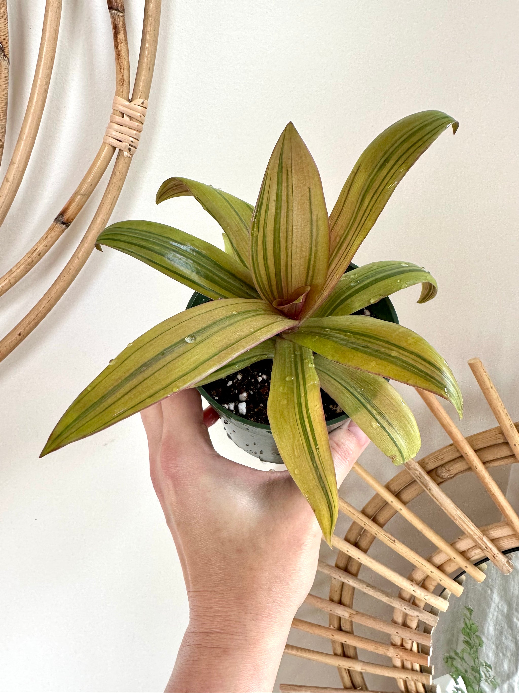 Tradescantia spathacea 'Sitara's Gold' 4"