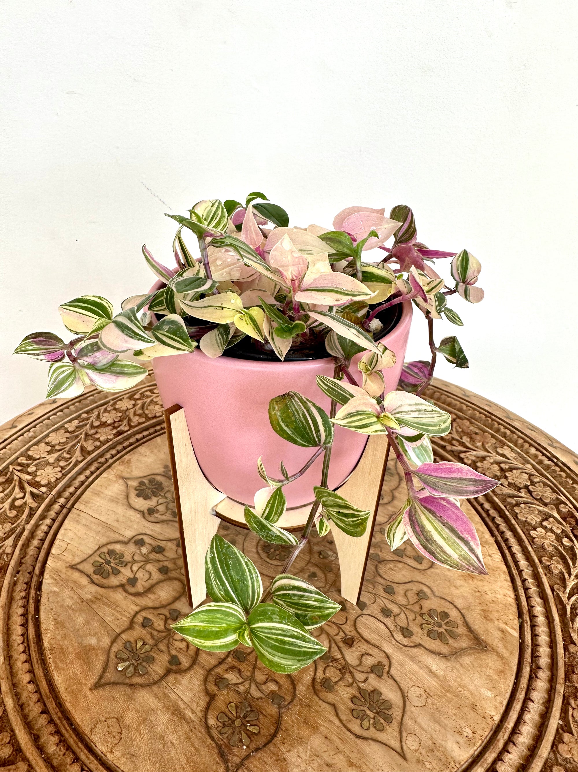 Tradescantia Fluminensis ‘tricolor’