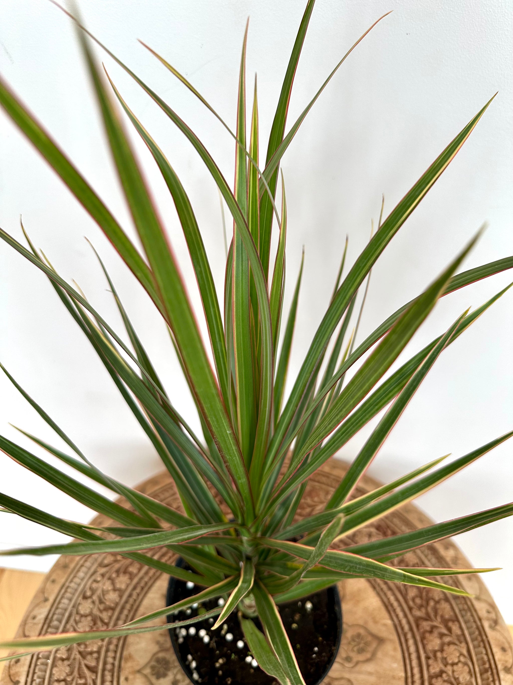 Dracaena marginata 'bicolor'