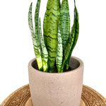 Dracaena Trifasciata 'Zeylanica'