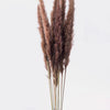 Pampas grass (700-789)