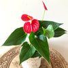 Anthurium Andreanum 4”