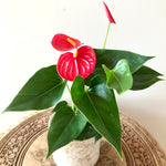 Anthurium Andreanum 4”