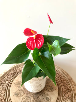 Anthurium Andreanum 4”