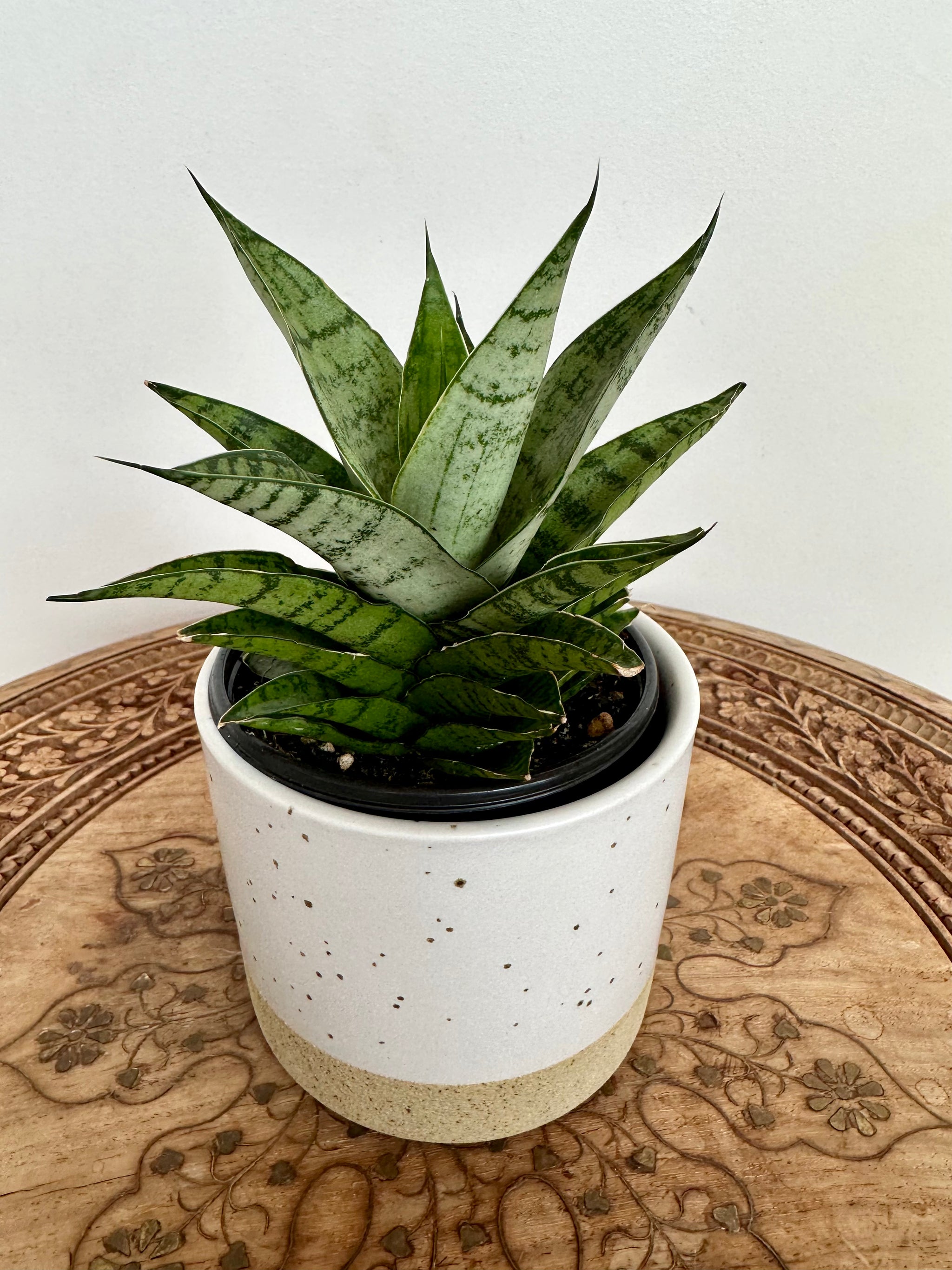 Dracaena/ ‘Sansevieria' 'Gabriella’ hybride