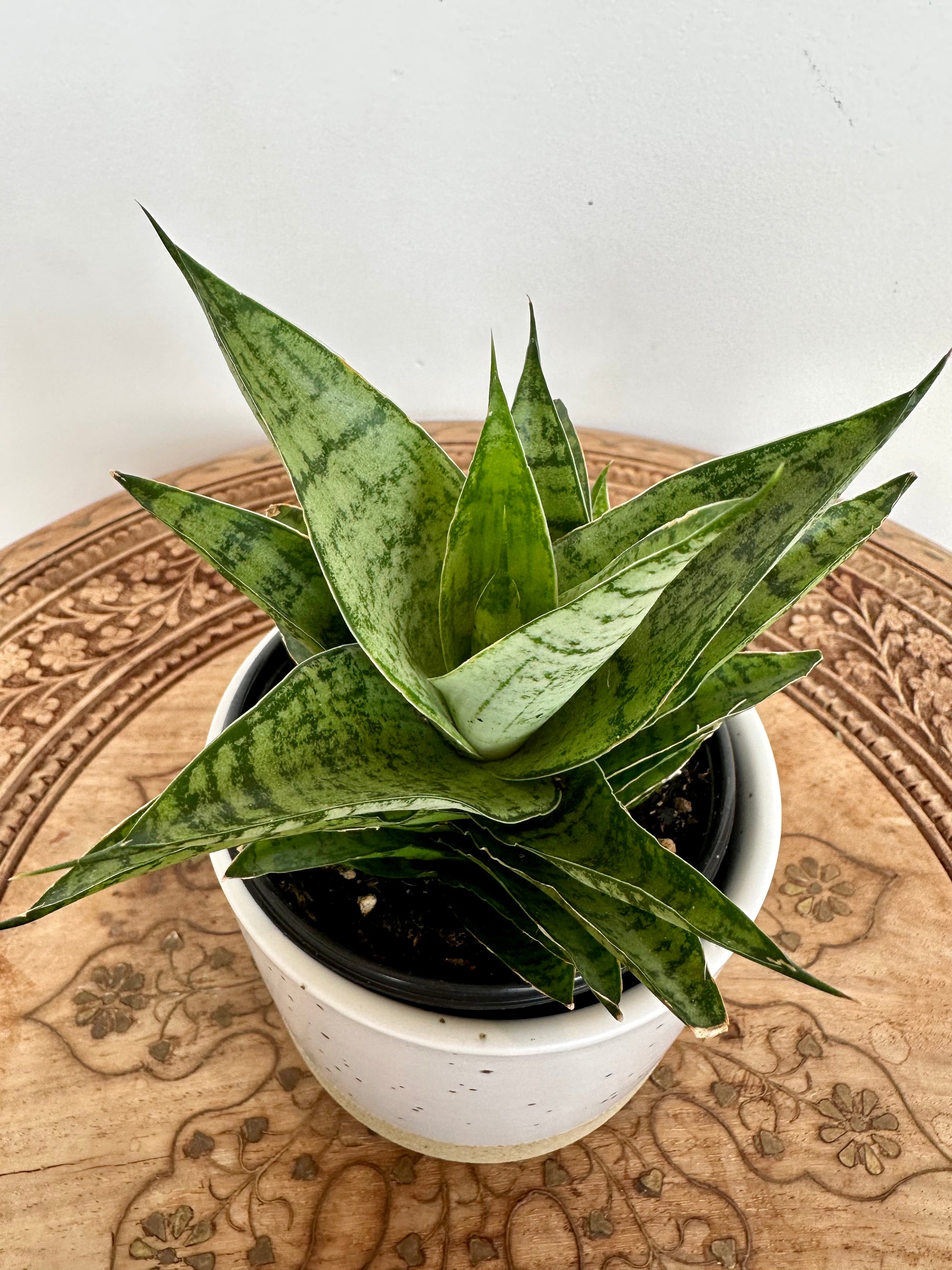 Dracaena/ ‘Sansevieria' 'Gabriella’ hybride