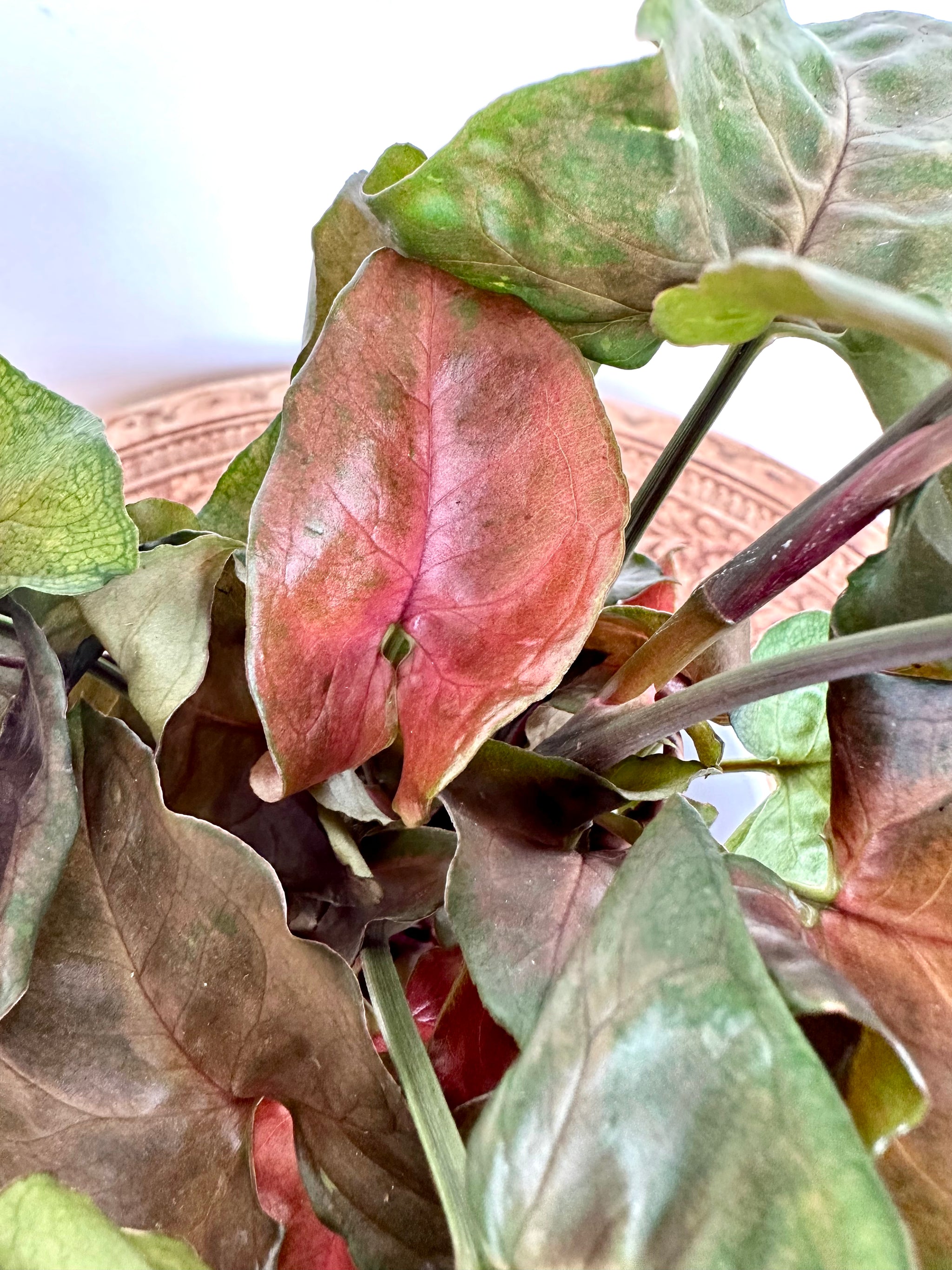Syngonium 'Red' 4"