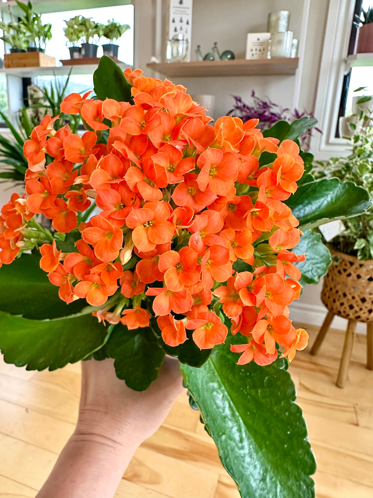 kalanchoe blossfeldiana