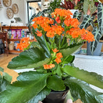 kalanchoe blossfeldiana