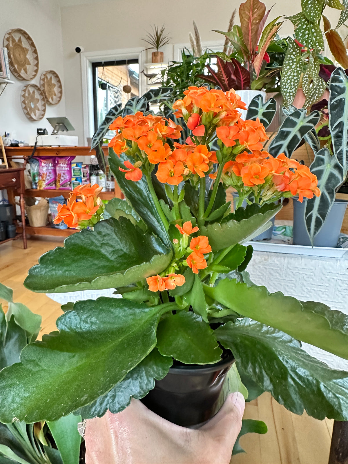 kalanchoe blossfeldiana