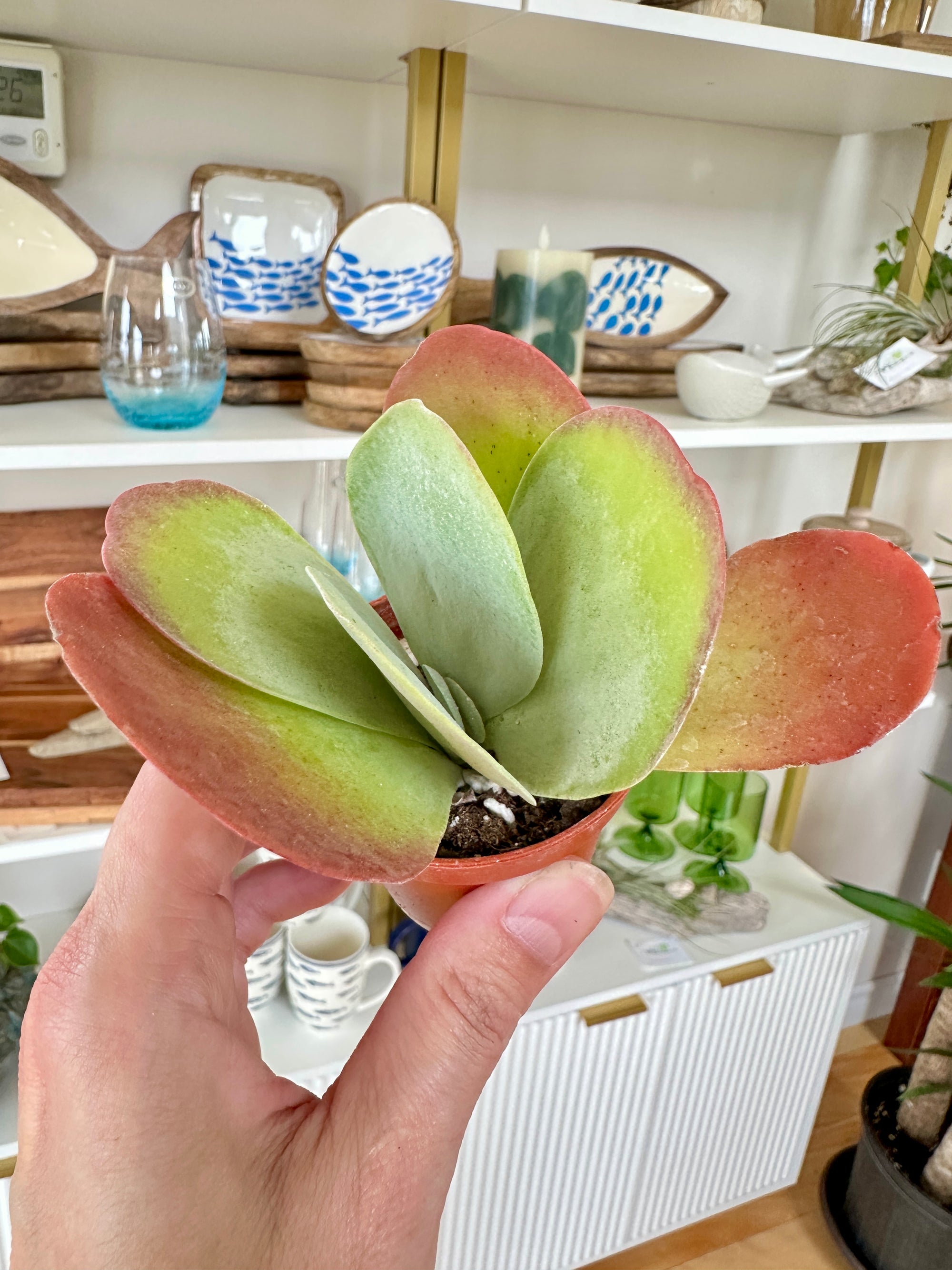 kalanchoe thyrsiflora