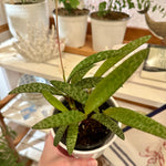 Ledebouria socialis | Silver Squill