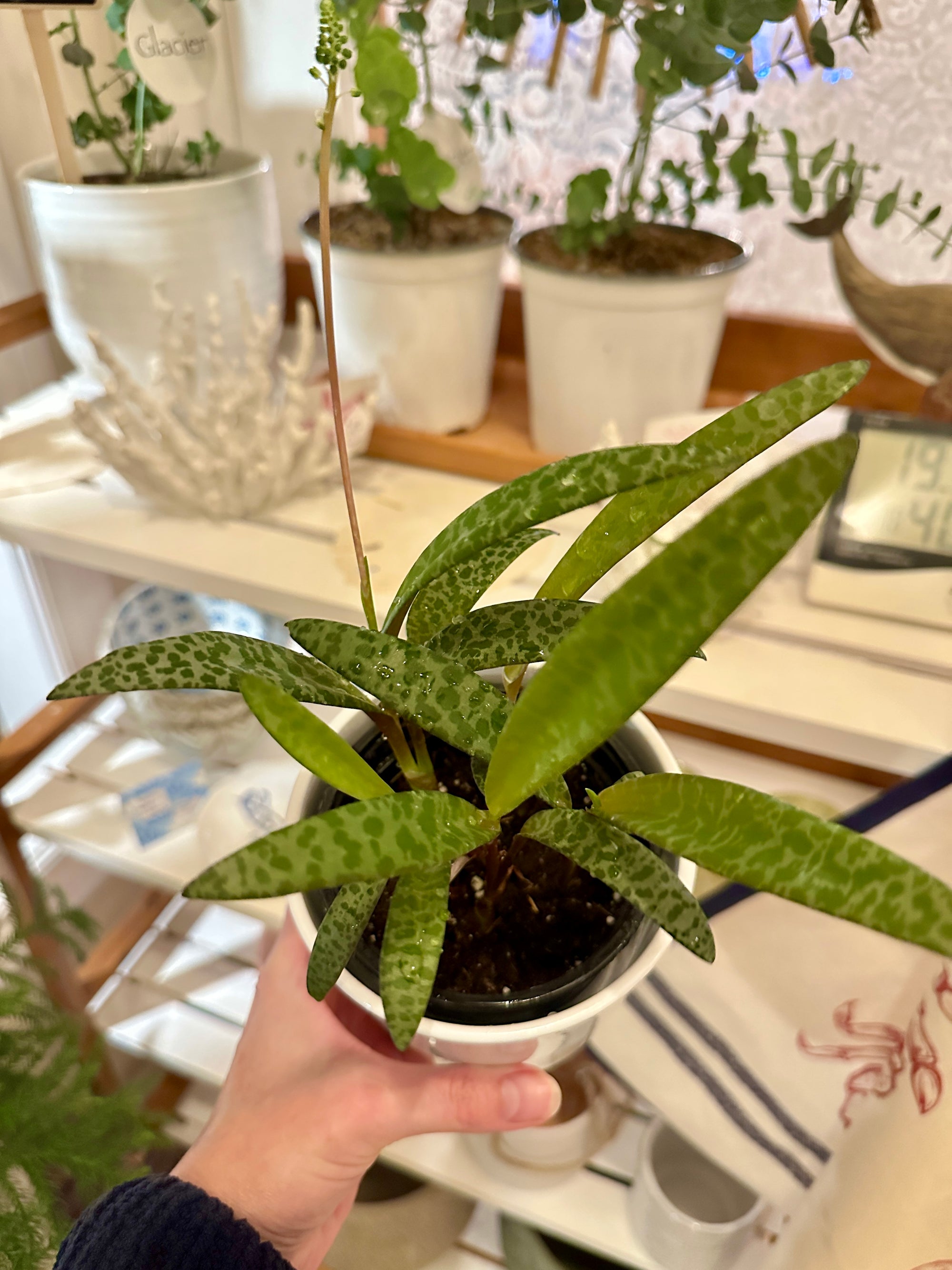 Ledebouria socialis | Silver Squill