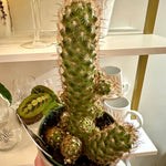 mammillaria elongata copper king