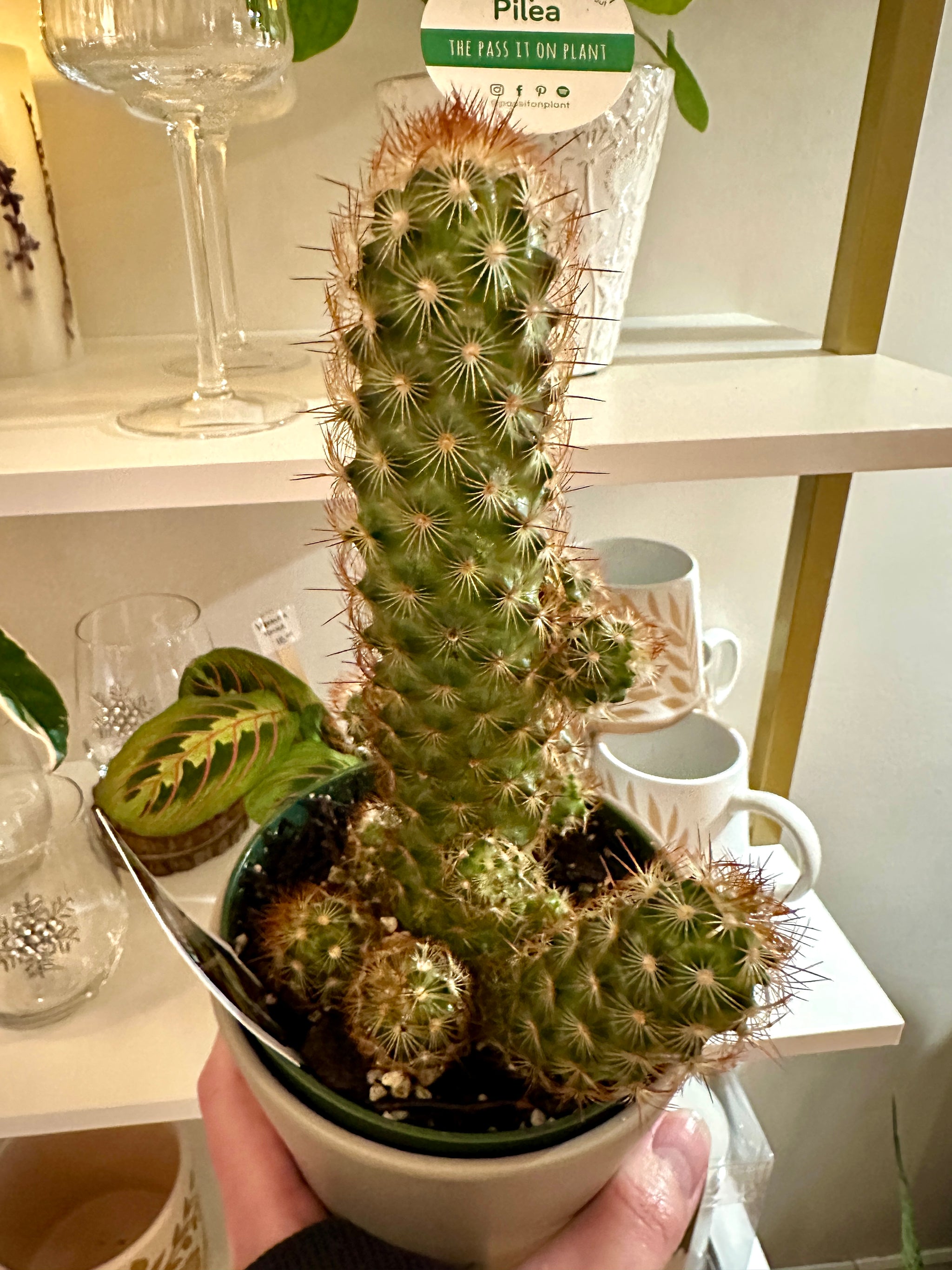 mammillaria elongata copper king