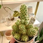 mammillaria elongata lemon