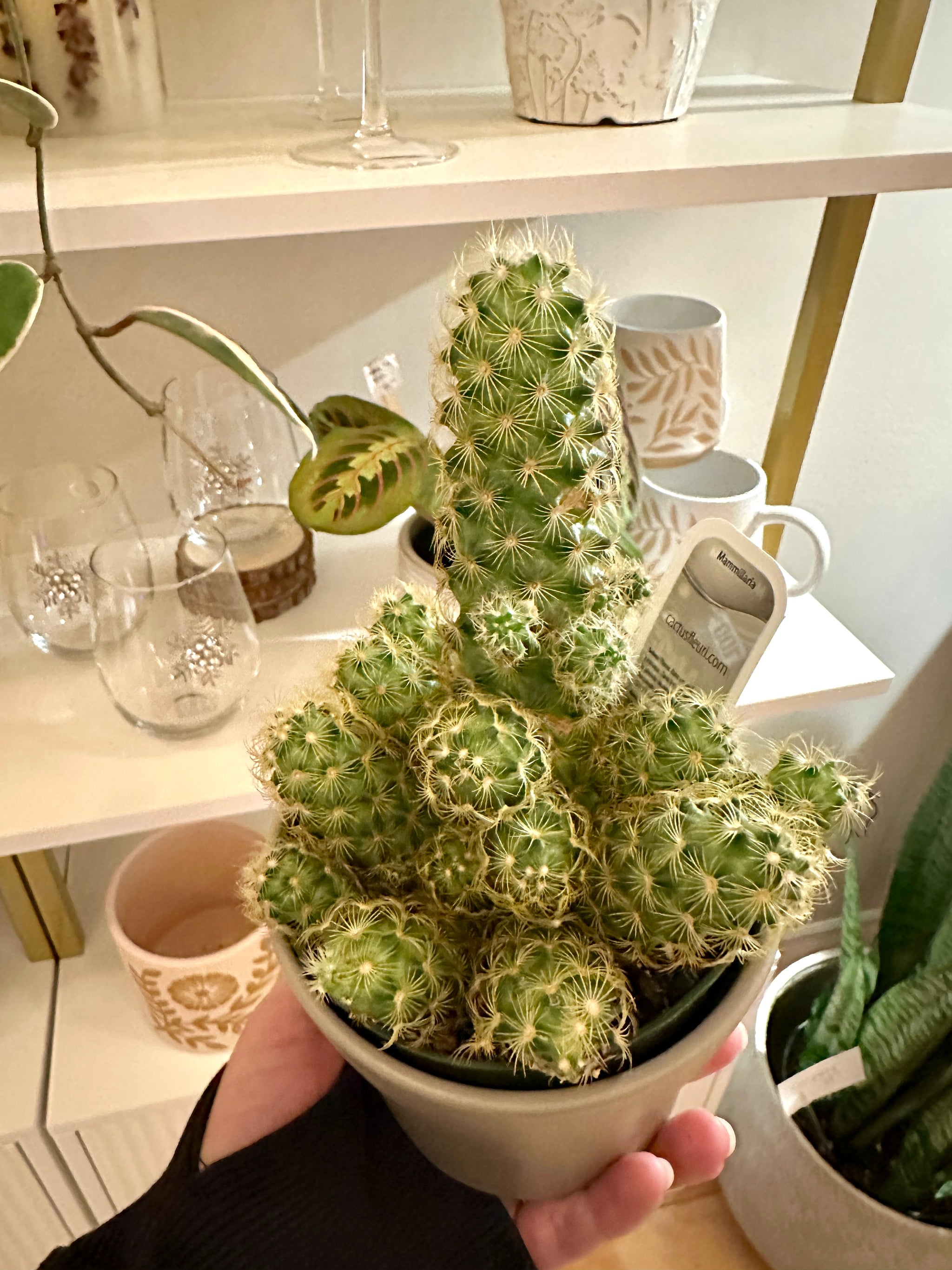 mammillaria elongata lemon