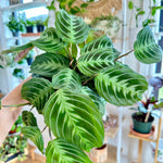 maranta cat moustache noID