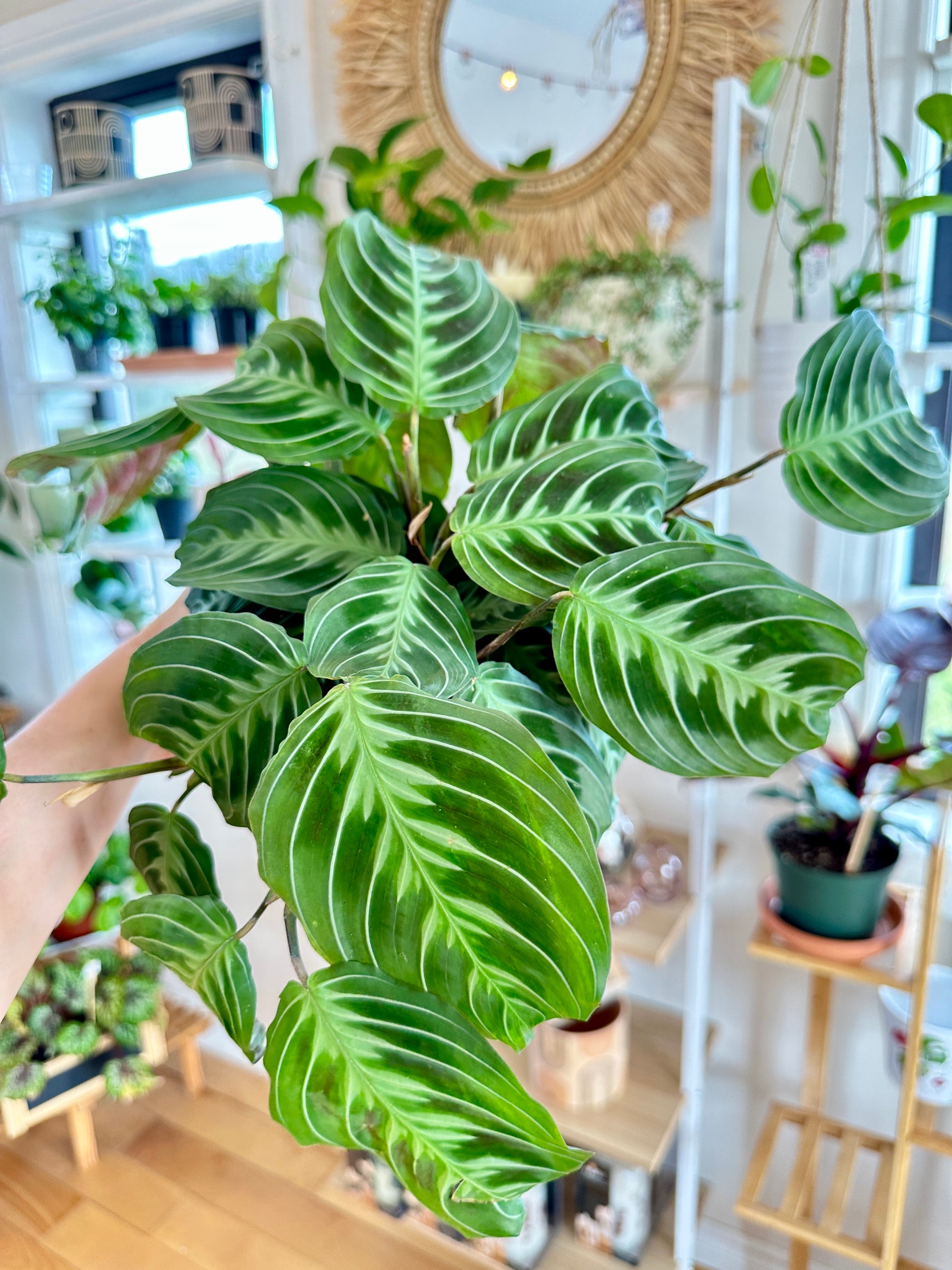 maranta cat moustache noID