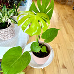 monstera super golden