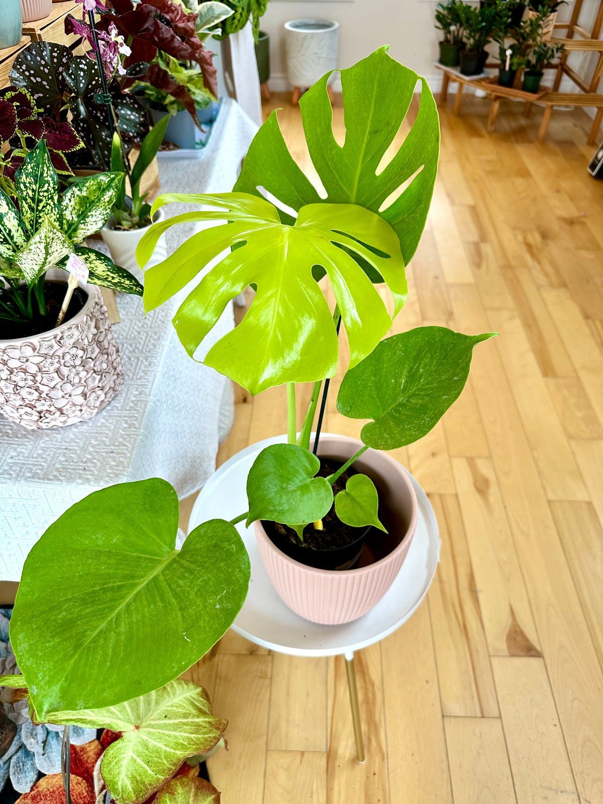 monstera super golden