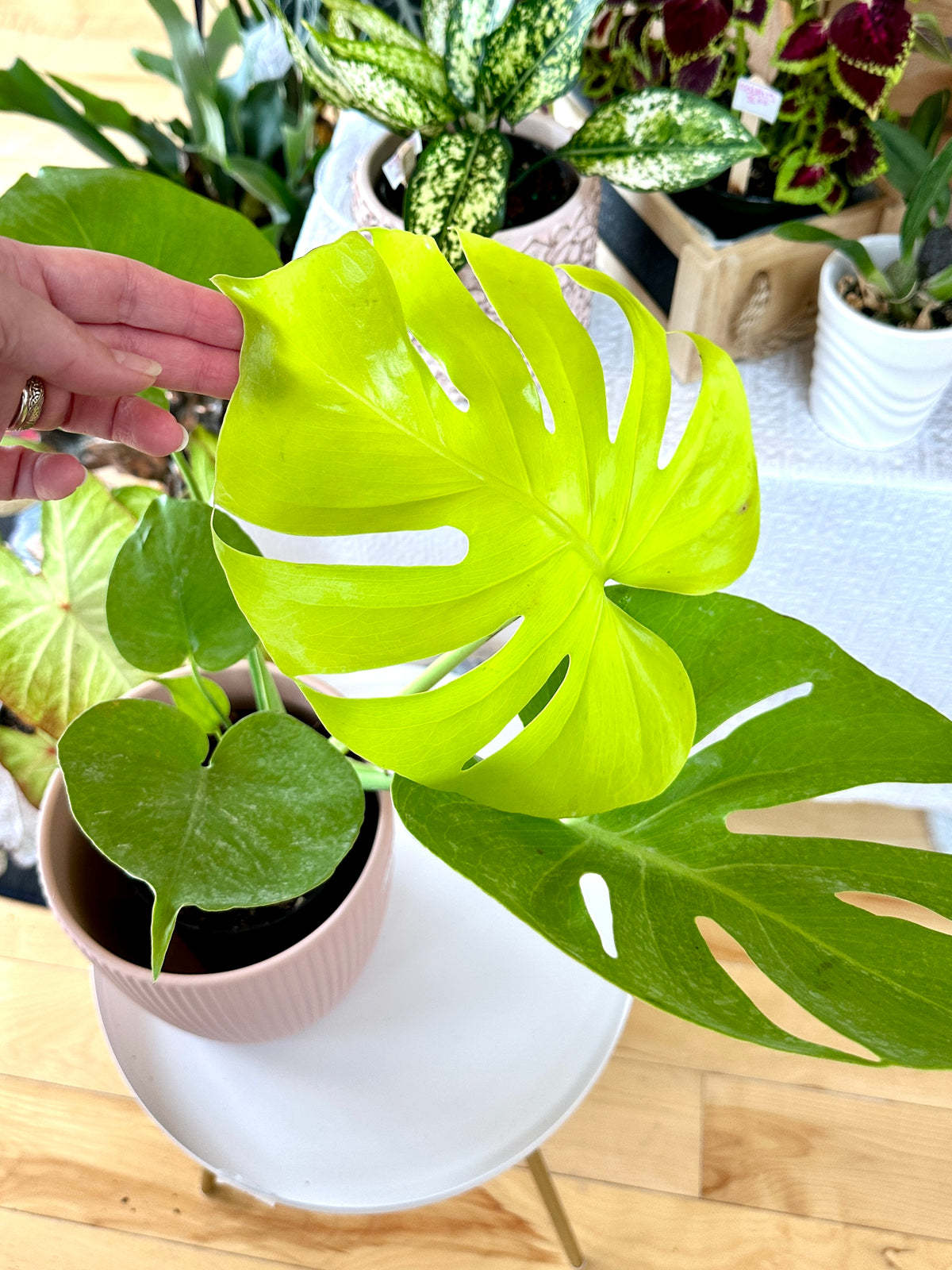 monstera super golden