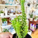 Opuntia Subulata