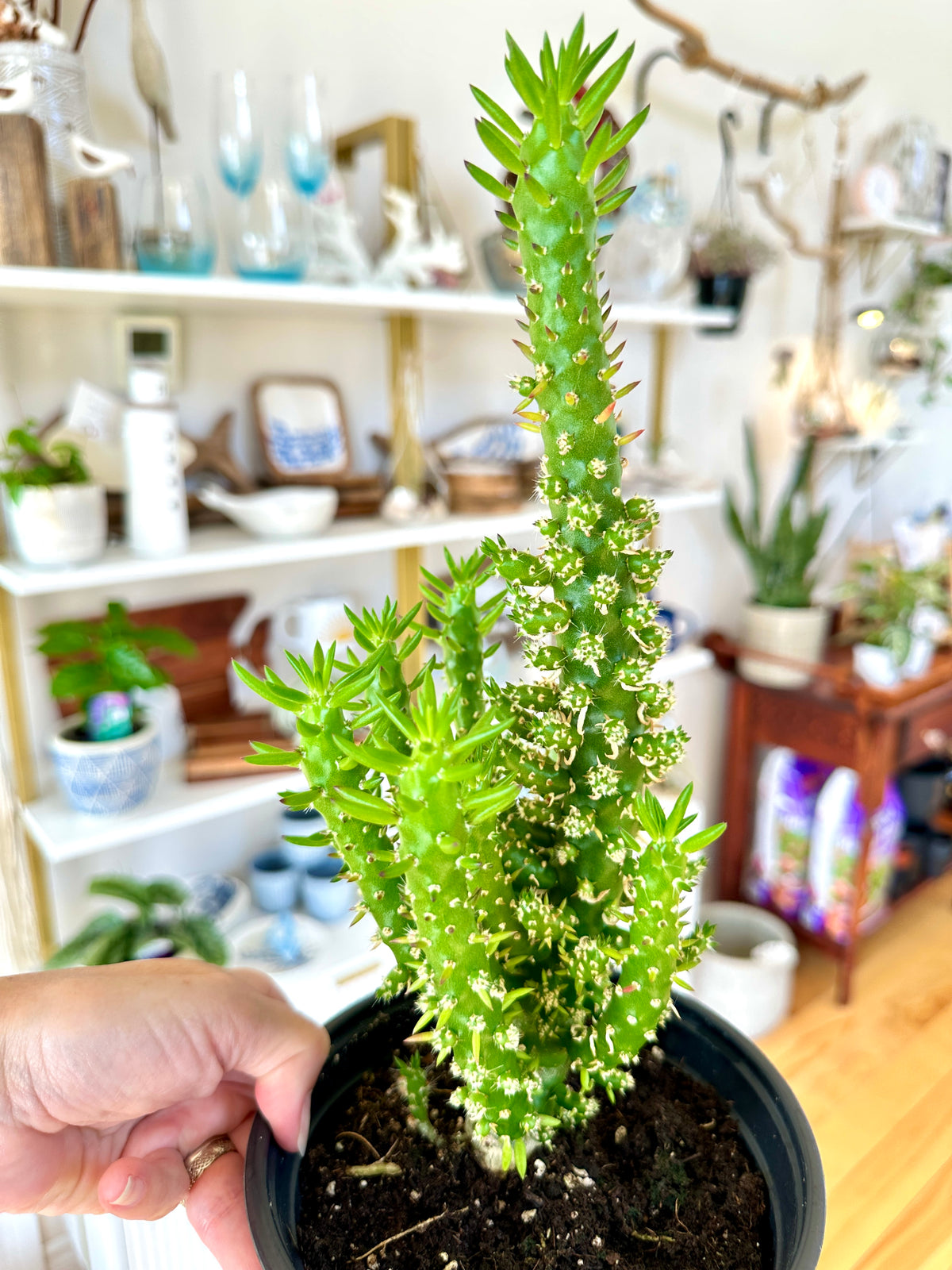 Opuntia Subulata