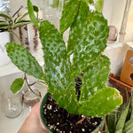 opuntia consolea falcata