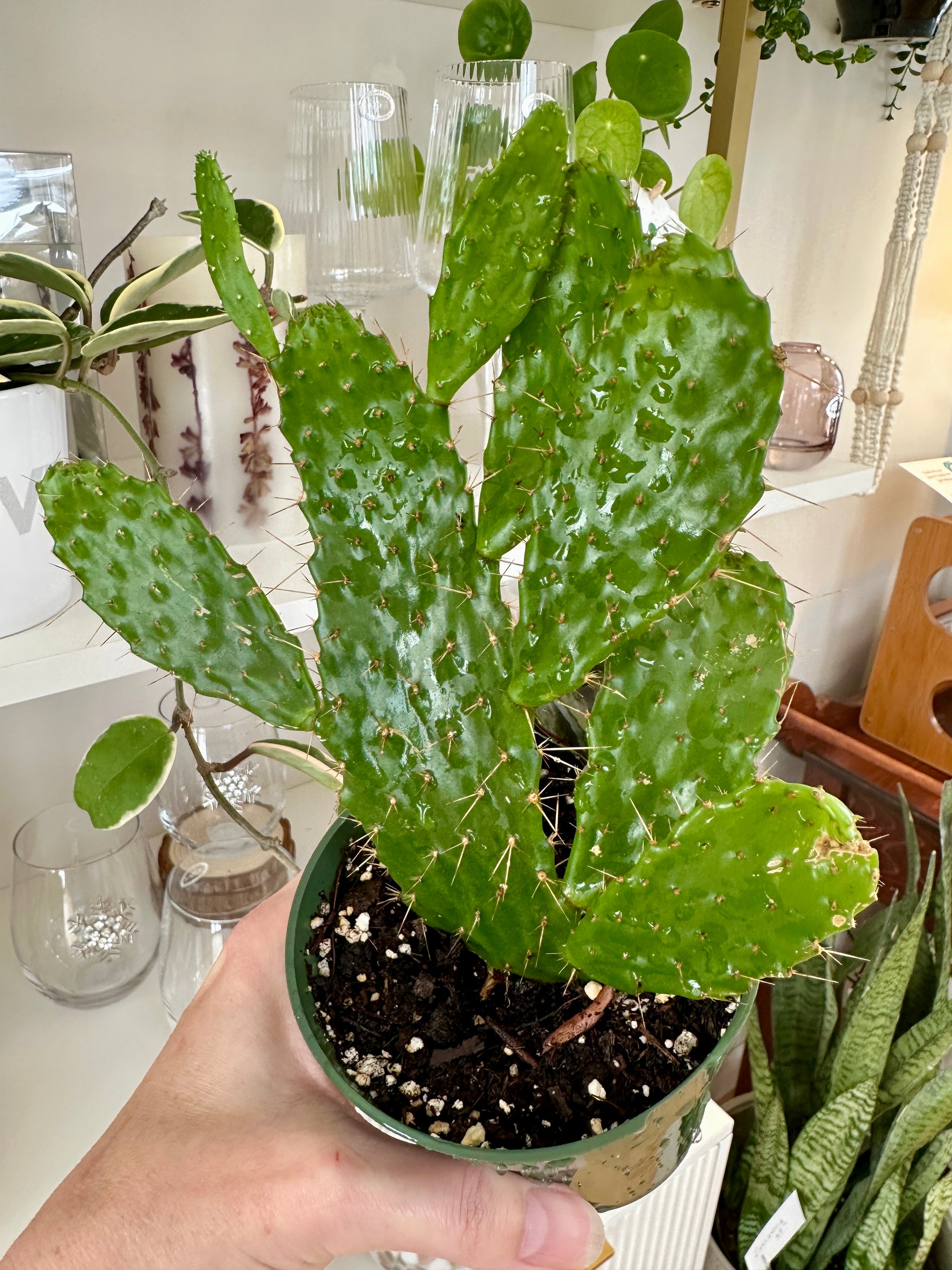 opuntia consolea falcata