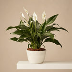 Spathiphyllum | Peace lily