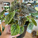 peperomia caperata ripple