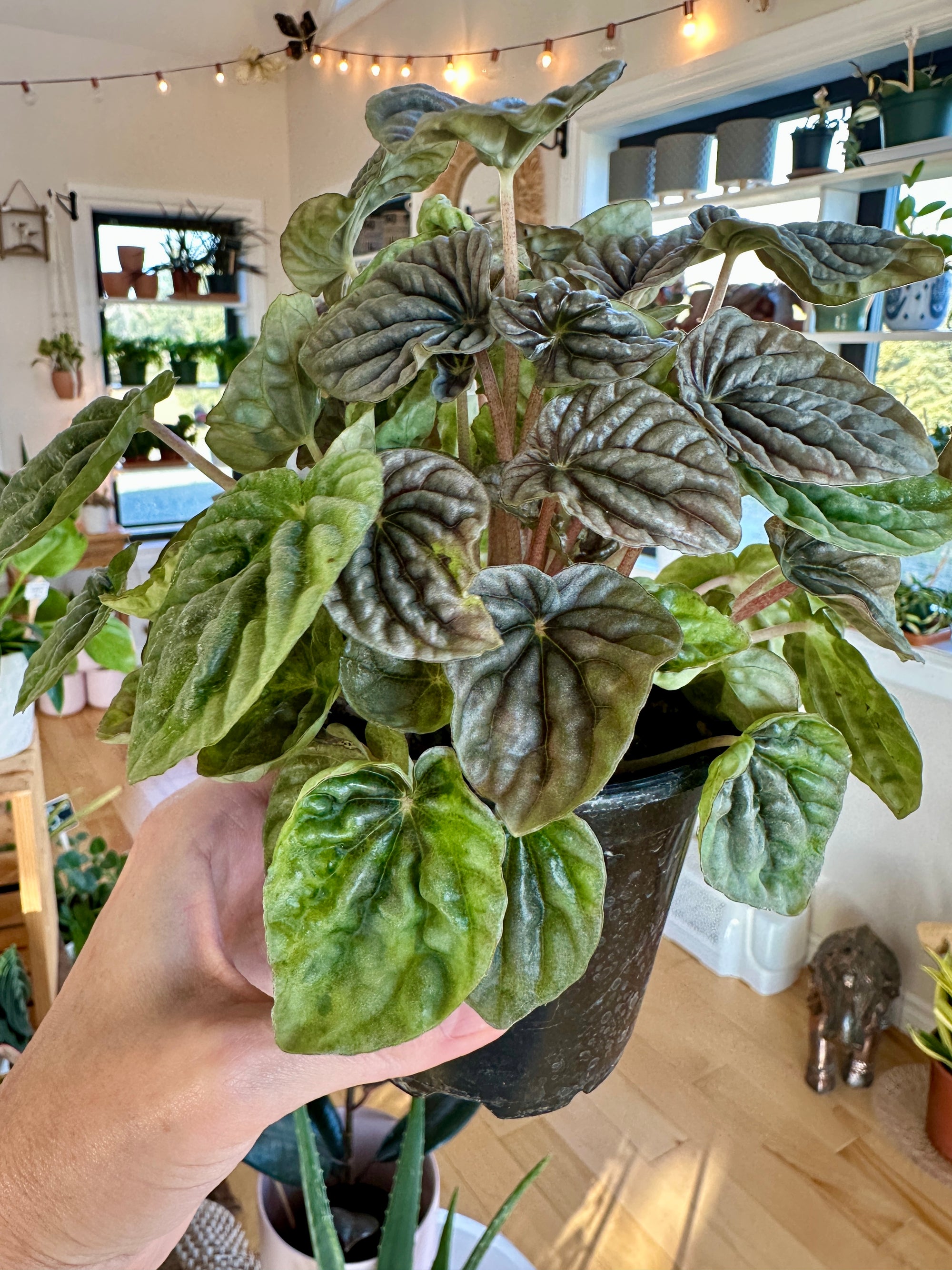 peperomia caperata ripple